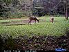 New Turnip / Rape Food Plot Looking Great-cdy_0101.jpg