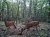 nice bucks on camera finally-bucks.jpg