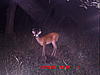 More pictures from the trail cam-icam0128.jpg