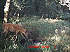 More pictures from the trail cam-icam0138.jpg