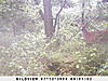 More pictures from the trail cam-sunp0012.jpg