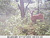 More pictures from the trail cam-sunp0013.jpg