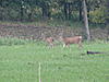 Young and DUmb Yearling video from opening day-picture-328.jpg