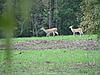 Young and DUmb Yearling video from opening day-picture-330.jpg