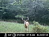 Age these deer-icam0283.jpg