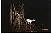 My doe was almost white?-piebald-005-custom-.jpg