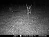 Trail Cameras!-picture-791.jpg