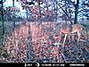 Trail Cameras!-mdgc0081.jpg