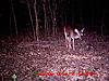 Doe with arrow through head-file0015.jpg