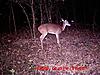 Doe with arrow through head-file0026.jpg