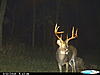 Trail cam pics-cdy_0160_5_1.jpg