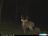 Trail cam pics-cdy_0196_7_1.jpg