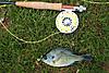 No big fish, but good consistent action-7bluegill.jpg