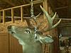 Ithaca Deerslayer III-new-deer.jpg