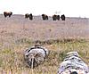 Cow Buffalo Meat Archery hunt-bustedbybuffs0002_2.jpg