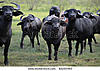 Cow Buffalo Meat Archery hunt-waterbuff.jpg