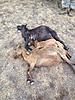 Wife's first goat - Big Island feral goat hunt-three-2.jpg