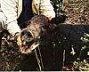 dogs on hogs! is it cruel?-scan0051.jpg