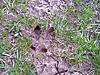 Are these hog tracks?-boar2.jpg