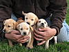 AKC Yellow Lab Pups Ready  5/14/10 0-img_0337.jpg