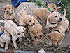 AKC Yellow Lab Pups Ready  5/14/10 0-img_0356.jpg