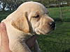 AKC Yellow Lab Pups Ready  5/14/10 0-white-female-2-.jpg