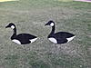 Goose Decoys/Silhouettes-geese-001.jpg