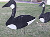 Goose Decoys/Silhouettes-geese-003.jpg