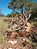 Elk Hunt Raffle-6.jpg