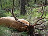 Elk Hunt Raffle-bull.jpg