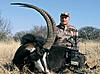 Affotable sable bull 40 inch hunt in africa:-sable1.jpg