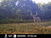 Ne missouri 429 acre deer hunt-icam0103.jpg