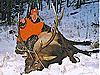 Colorado rifle elk hunts available-packcountryelk2a.jpg