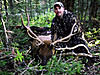 Colorado archery elk hunts-packcountryelk.jpg