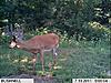 NW Missouri/Iowa Trophy Whitetail Hunts-im000015.jpg