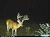 *New North Central NC Outfitter* Lots of Deer!-big-caswell-buck.jpg