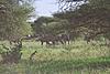 Trekpad Safaris South Africa-kudu-group-350x234-.jpg