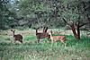 Trekpad Safaris South Africa-nyalas-350x234-.jpg