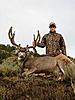 Rifle Mule Deer Hunts - Colorado-coloradomuledeer8.jpg