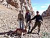 Special offer! Mid asian ibex and marco polo hunt in Kyrgyzstan!-ibex-omer.jpg