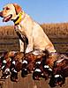 ****Pheasant Hunting in South Dakota****-pheasantphoto2.jpg