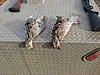 ****Pheasant Hunting in South Dakota****-byrum-s-pictures-025.jpg