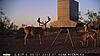 Free range Texas deer hunt-pict0059.jpg