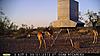 Free range Texas deer hunt-closepict0060.jpg