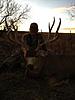 Colorado Trophy Mule Deer Archery Hunt-coloradomuledeer4.jpg