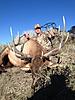 2014 hunts with guaranteed tags-idaho-bull.jpg