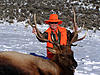 Colorado Rifle Elk Hunt-coloradoelk4.jpg