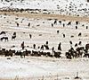 Cow elk hunts in Utah on private ground-cow-elk-herd.jpg