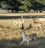 Australian Red Stag down-fallow-feb.jpg