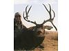 Colorado Archery Mule Deer Hunts-coloradomuledeer5.jpg